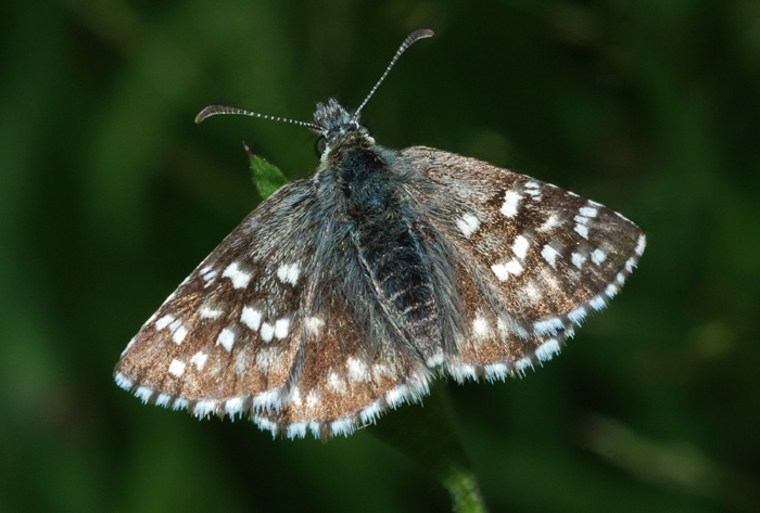 Pyrgus